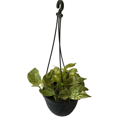 Money Plant In black Hanging Basket pot