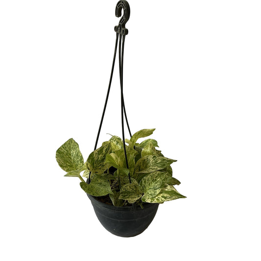 Money Plant In black Hanging Basket pot