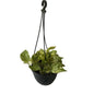 Money Plant In black Hanging Basket pot