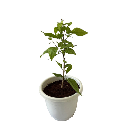 Bel Pattra In 10 Inch White Classic Pot