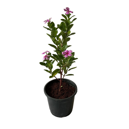 Sadabahar Flower Plant In 6 Inch Black Nursery Pot