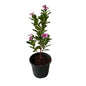 Sadabahar Flower Plant In 6 Inch Black Nursery Pot