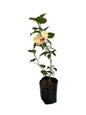 Hibiscus plant with 7 inch poly bag
