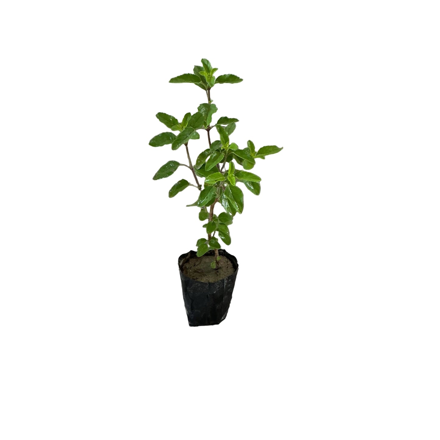 Rama Tulsi In 4 Inch Poly Bag