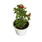 Laltena Flower Plant In 8 Inch Withe Nursery Pot