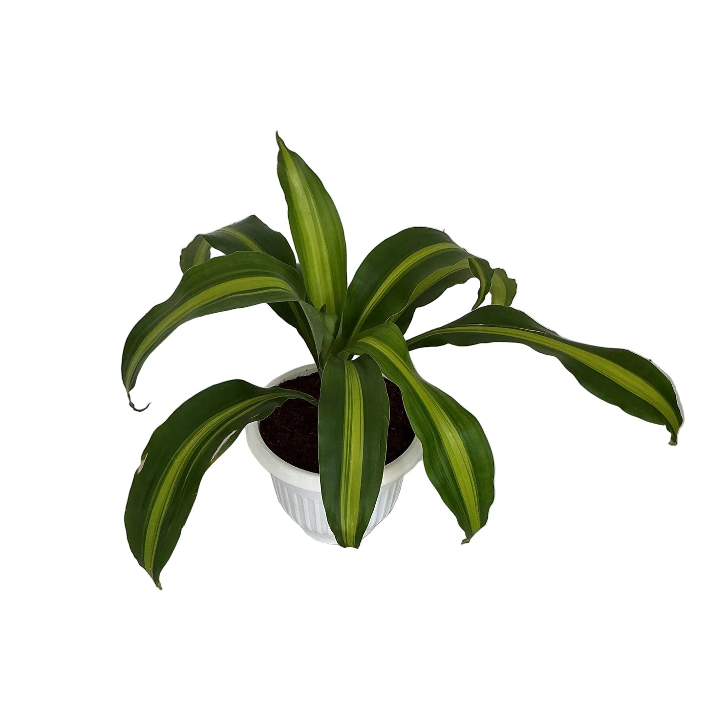 Messenger Victoria ( Dracaena Fragrance) Plant In 8 Inch White Nursery Pot
