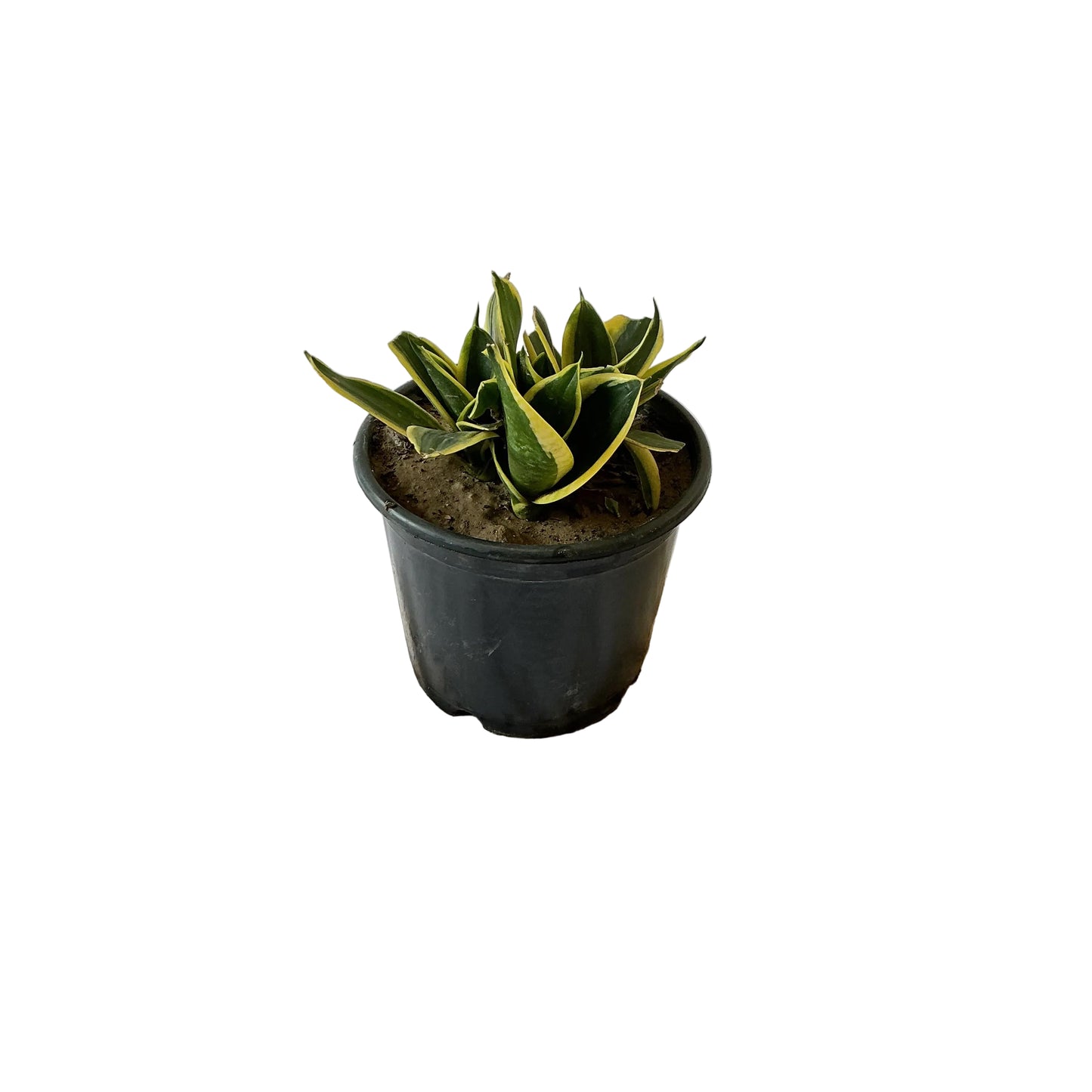 Snack dwarf plant in 6 inch black nursery pot