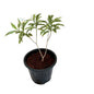 Chandni Verigated Flower Plant in 8 inch black nursery pot