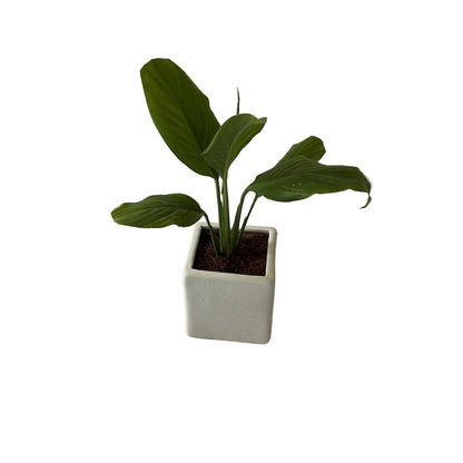 Peace Lily Plant In 4 Inch Square Ceramic Pot