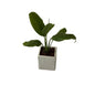 Peace Lily Plant In 4 Inch Square Ceramic Pot