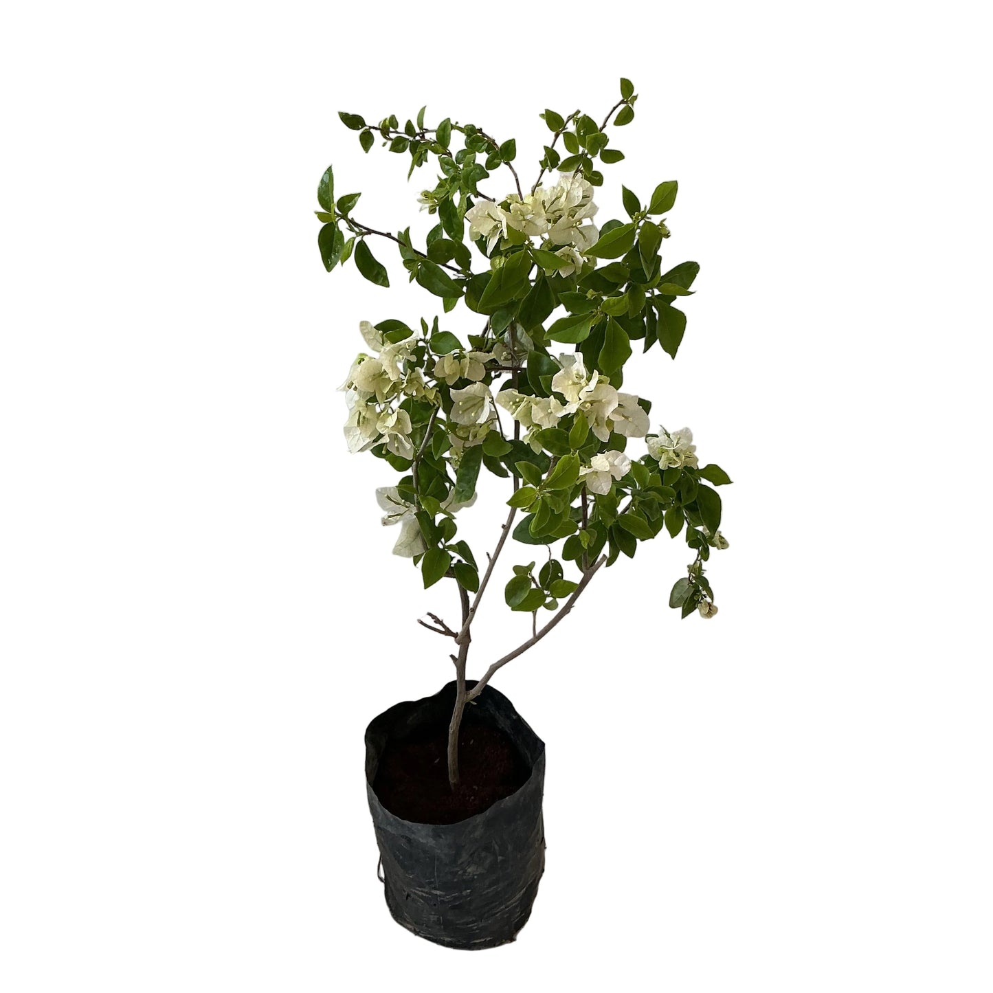 Baganvelliya Flower Plant In 10 Inch Poly Bag Any colour