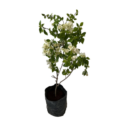 Baganvelliya Flower Plant In 10 Inch Poly Bag Any colour