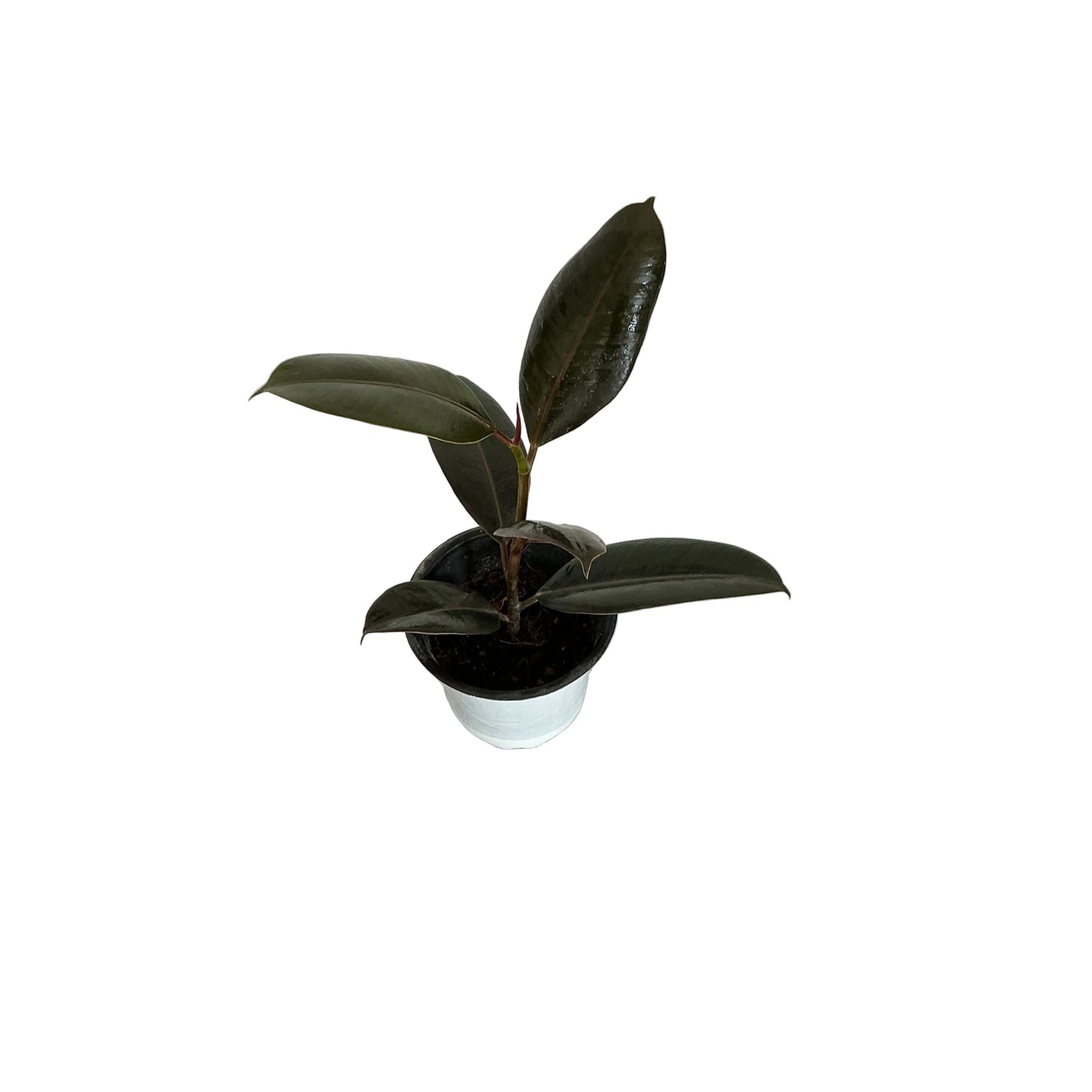 Ruber plant in 4 inch white nursery pot