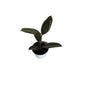 Ruber plant in 4 inch white nursery pot