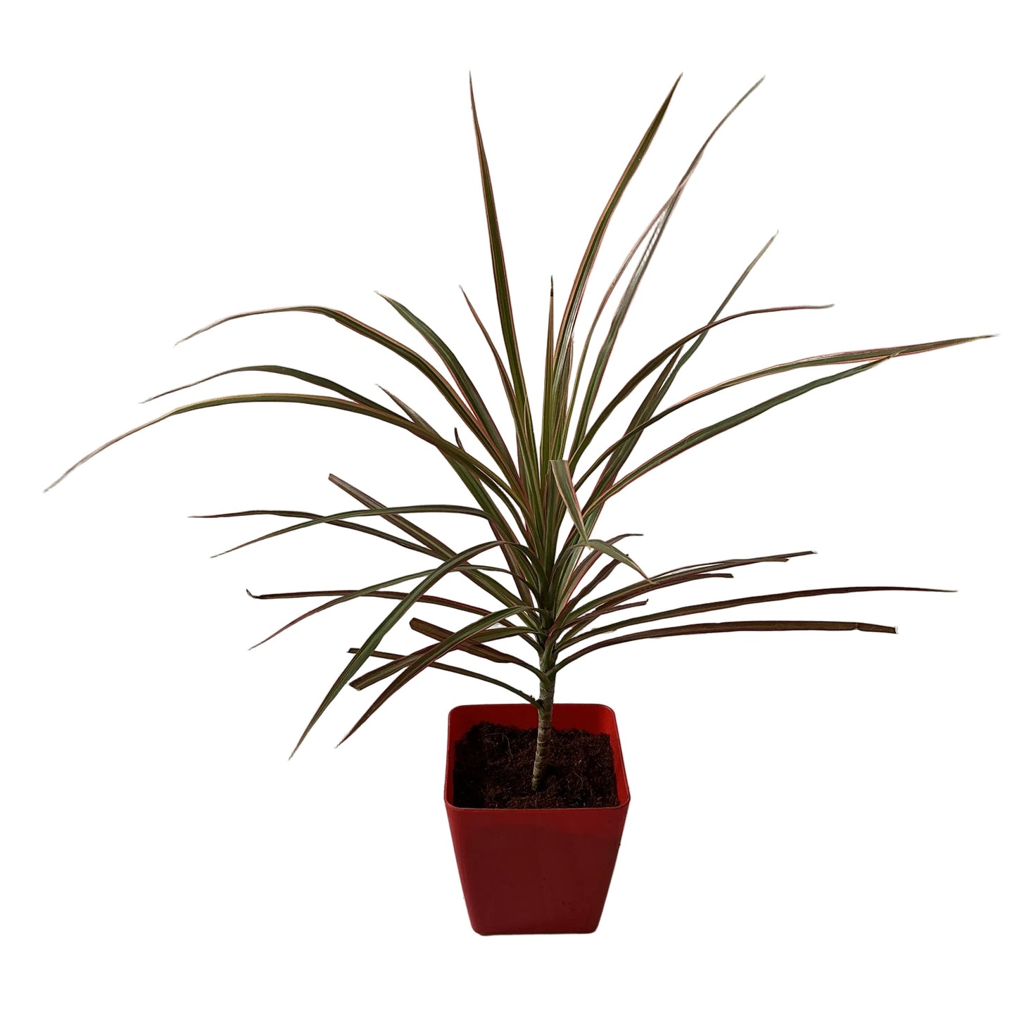 Dracaena Chloroma Plant In 4 Inch Orchid Red square Pot