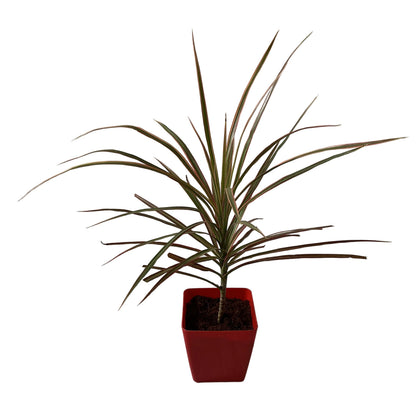 Dracaena Chloroma Plant In 4 Inch Orchid Red square Pot