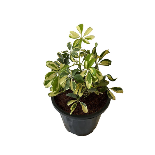 Schefflera verigated plant in 8 inch black nursery pot