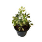 Schefflera verigated plant in 8 inch black nursery pot