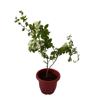 Bougainvillea Flower Plant In 10 Inch Red Classic Pot