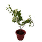 Bougainvillea Flower Plant In 10 Inch Red Classic Pot