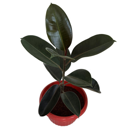 Rubber Plant In 10 Inch Red Olive Pot