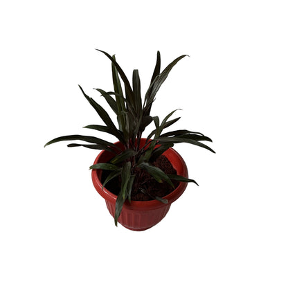 Dracaena Black Plant In 10 Inch Red Olive Pot