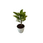 Patharchatta plants in 5inch white classic pot