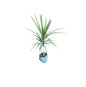 Chloroma Green Plant In 4 Inch Bag