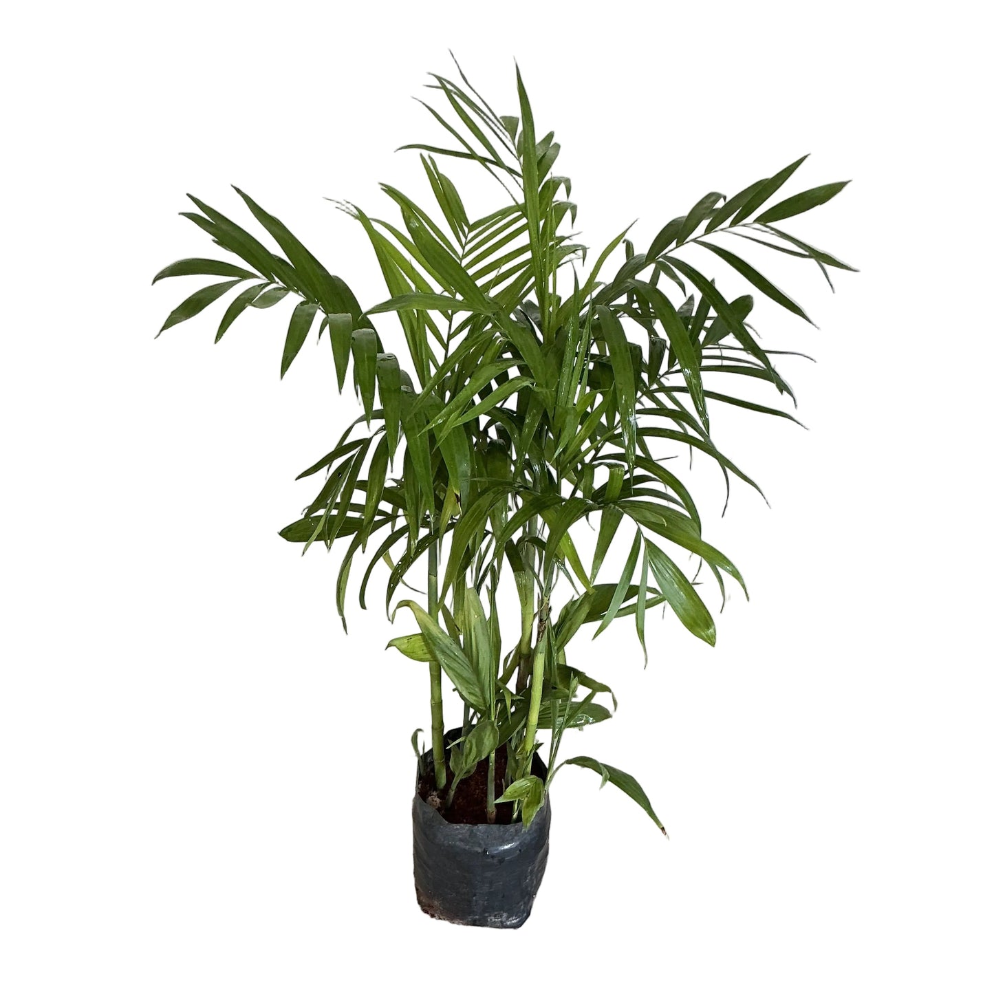 Sicotiya Palm/ Bamboo Palm In 10 Inch Poly Bag