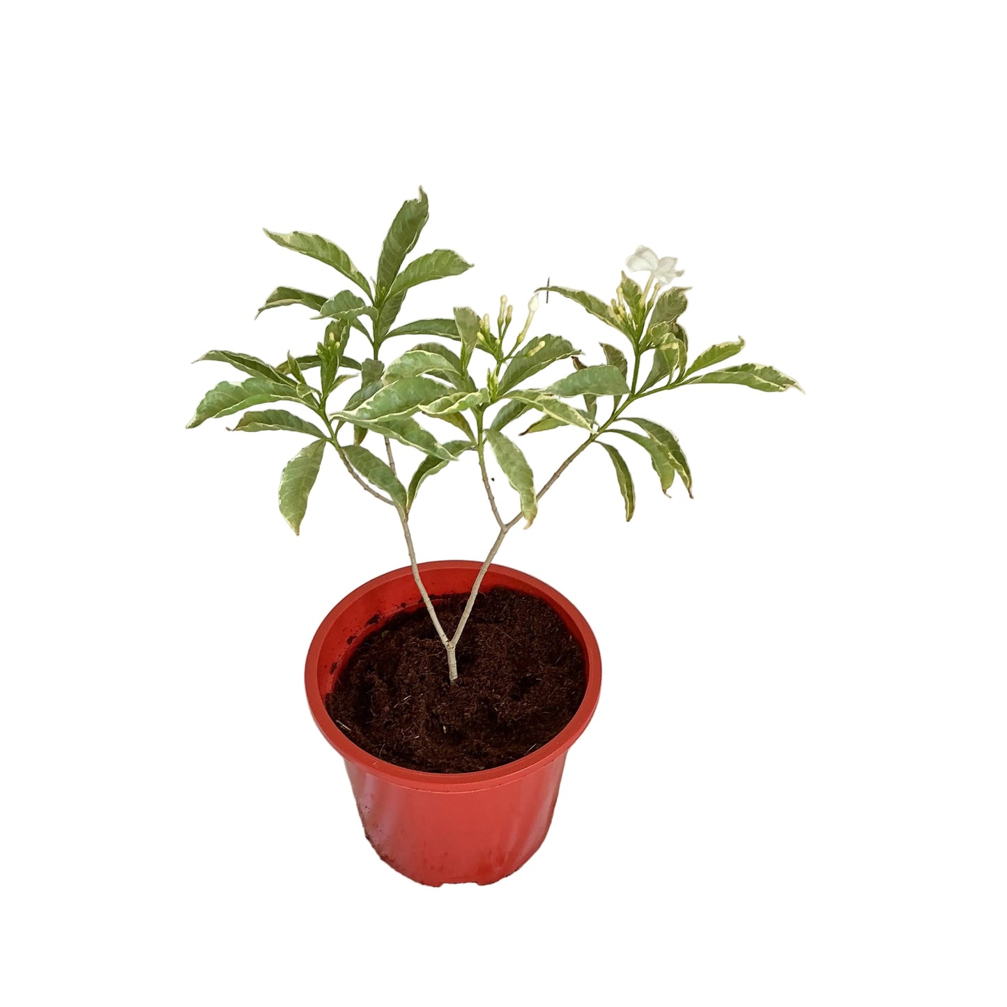 Chandni verigated flower plant in 8 inch red nursery pot