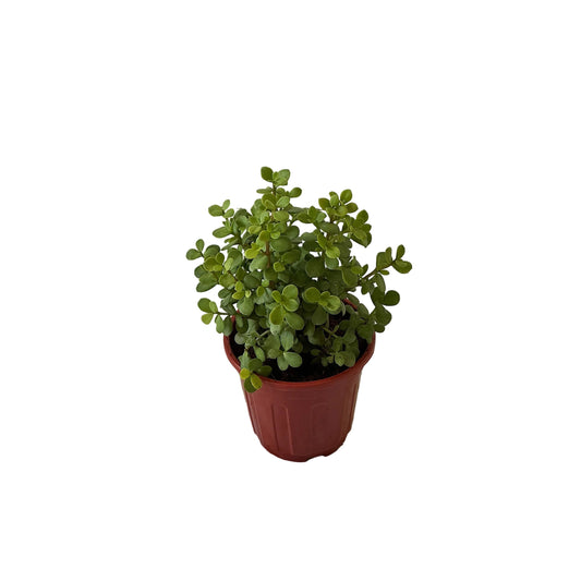 Jade Plant In 6 Inch Red Nursery Pot