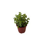 Jade Plant In 6 Inch Red Nursery Pot