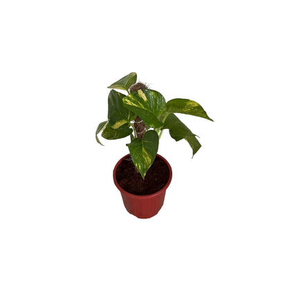 Money Plant In 6 Inch Red Nursery plant