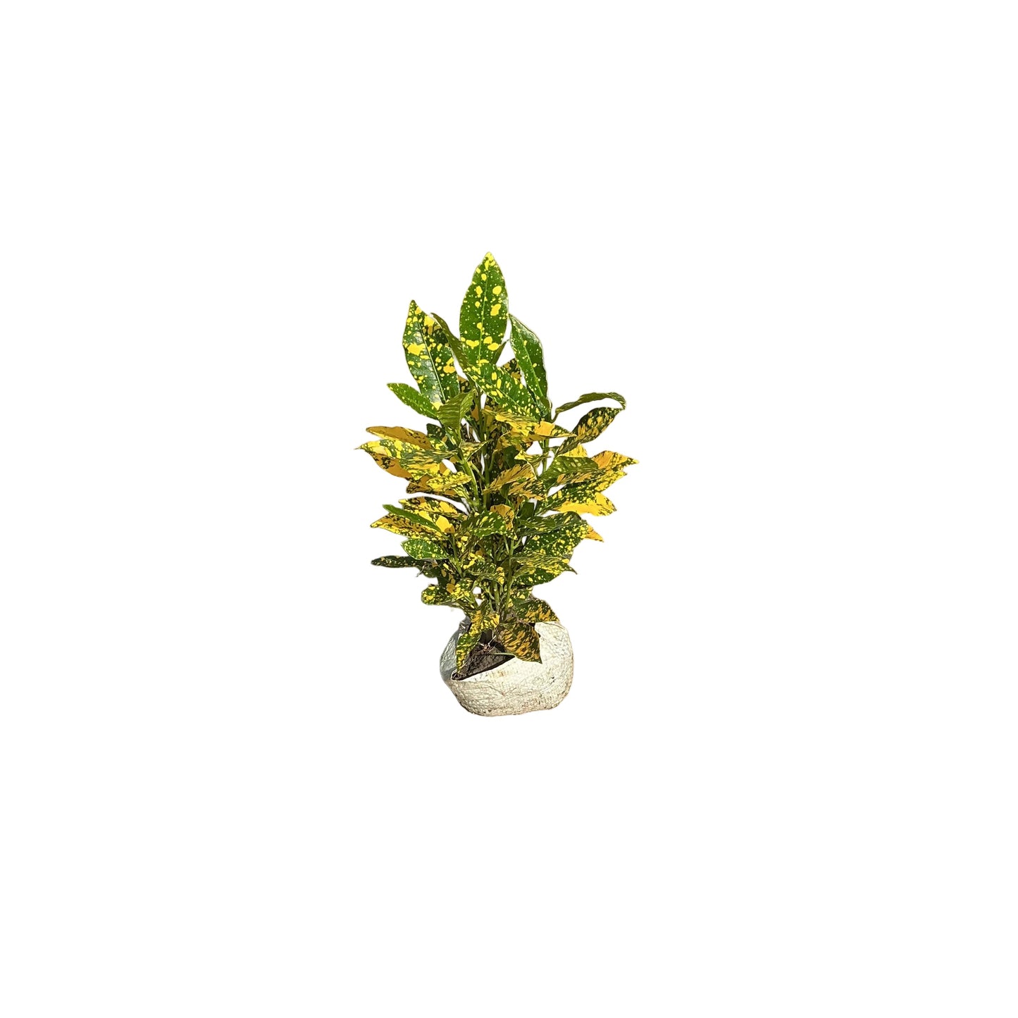Baby Croton In 6 Inch Bag