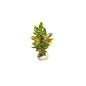 Baby Croton In 6 Inch Bag