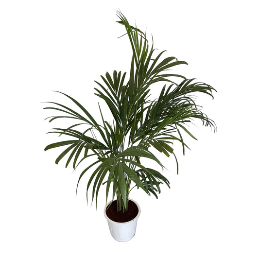 Arica Palm In 8 Inch White Nursery Pot