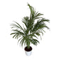 Arica Palm In 8 Inch White Nursery Pot