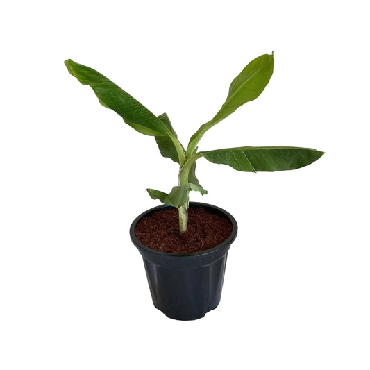 Banana Tree in 8  	inch black nursery pot