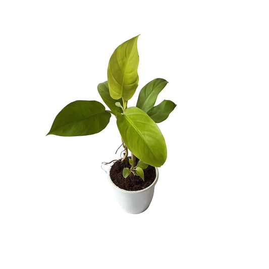 Golden philodendron in 5 inch white classic pot