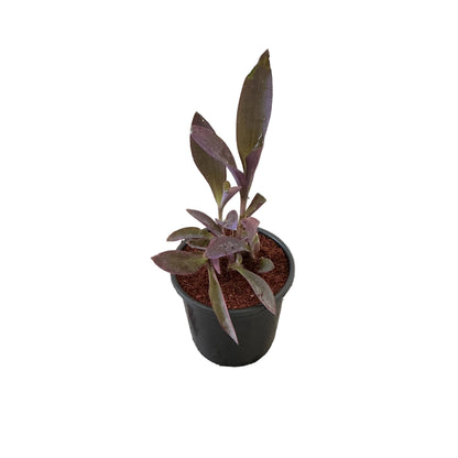 Parpal Heart Plant In 6 Inch Nursery Pot