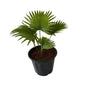 China Palm plant In 8 Inch Black Nursery Pot