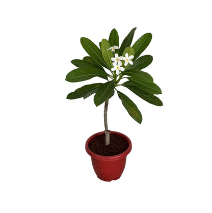 Champa Flower Plant In 10 Inch Red Classic Pot