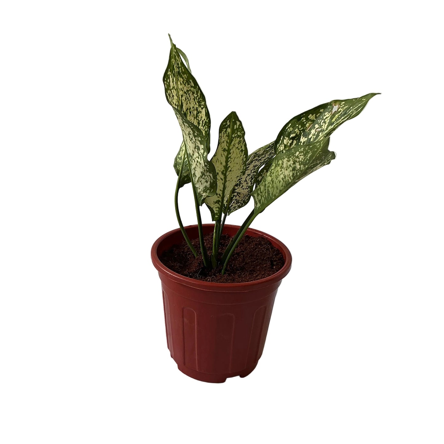 Snow White Plants In 6 Inch Red Nursery Pot