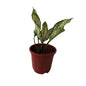 Snow White Plants In 6 Inch Red Nursery Pot