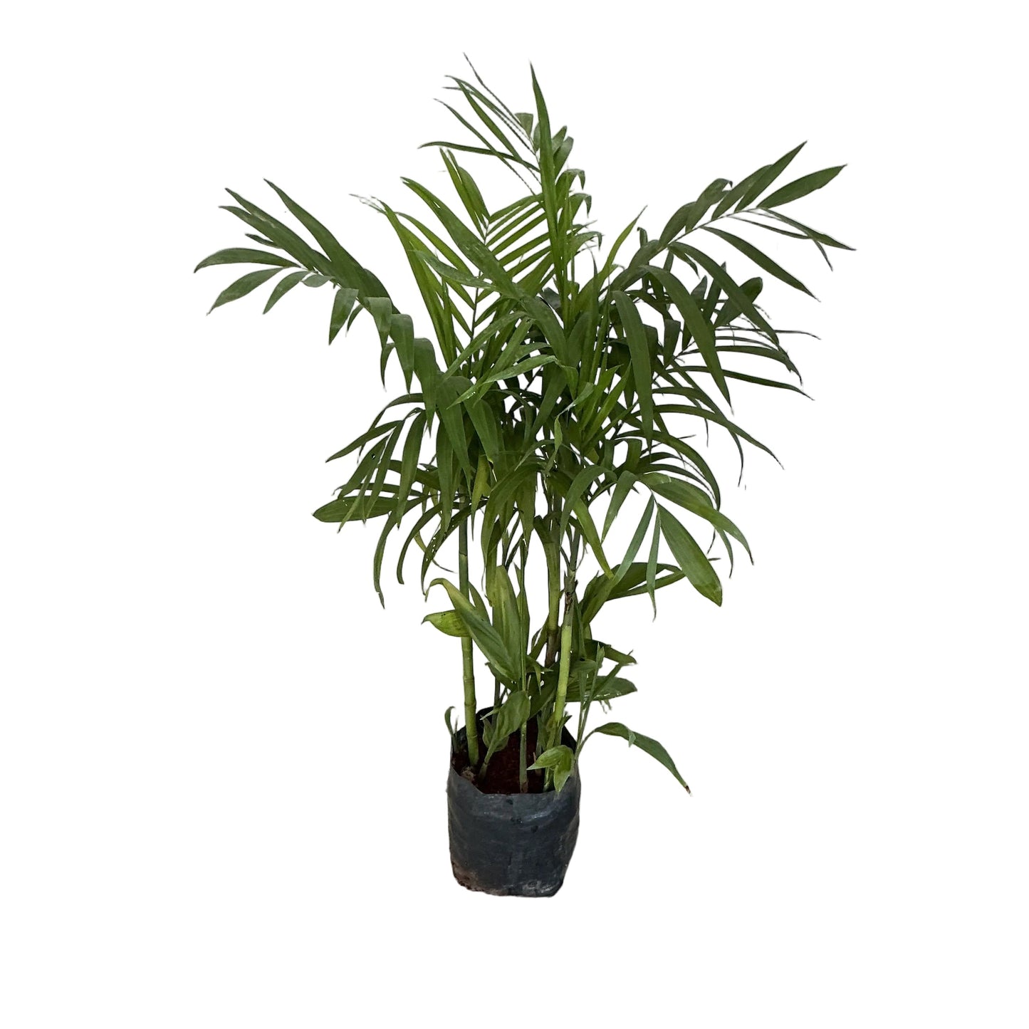 Sicotiya Palm/ Bamboo Palm In 10 Inch Poly Bag