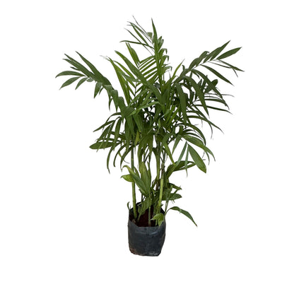 Sicotiya Palm/ Bamboo Palm In 10 Inch Poly Bag