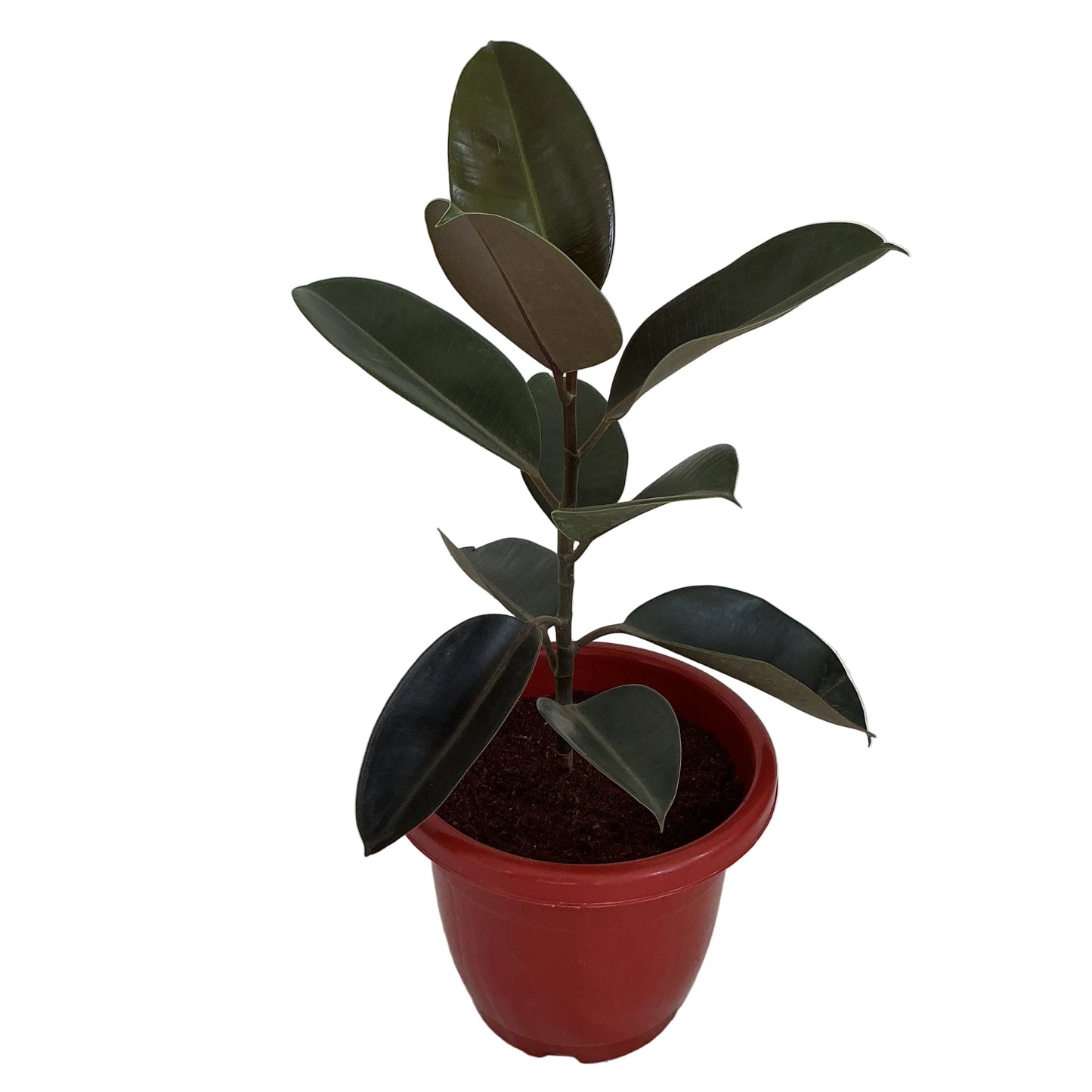 Rubber Plant In 10 Inch Red Classic Pot