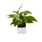 Golden Money plants in 4 inch white square ceramic pot