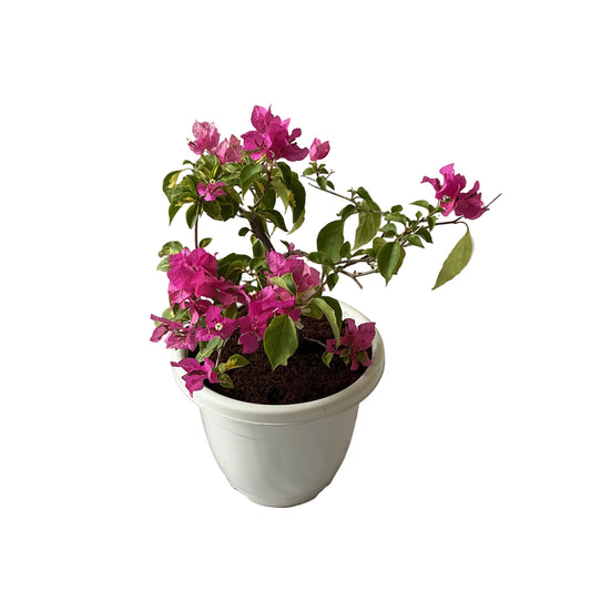 Baganvelliya Flower Plant In 10 Inch White Classic Pot