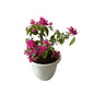 Baganvelliya Flower Plant In 10 Inch White Classic Pot
